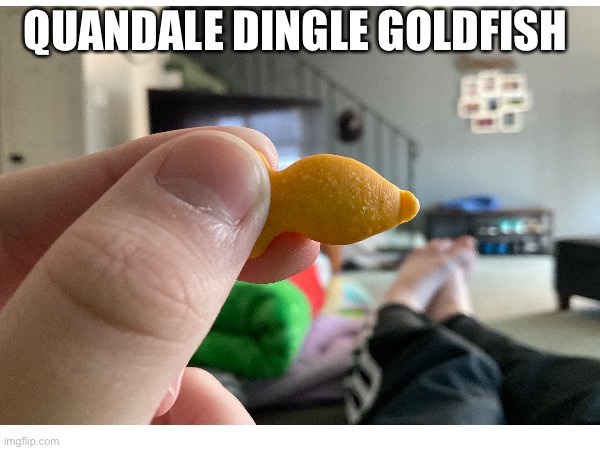 I found this in my bowl of gold fish. | QUANDALE DINGLE GOLDFISH | image tagged in quandale dingle | made w/ Imgflip meme maker