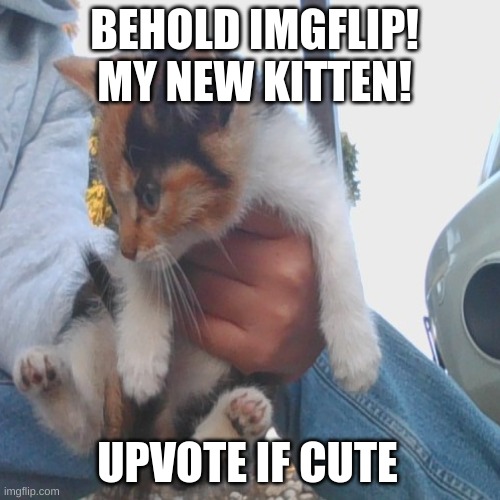 my new kitten | BEHOLD IMGFLIP! MY NEW KITTEN! UPVOTE IF CUTE | image tagged in kittens | made w/ Imgflip meme maker