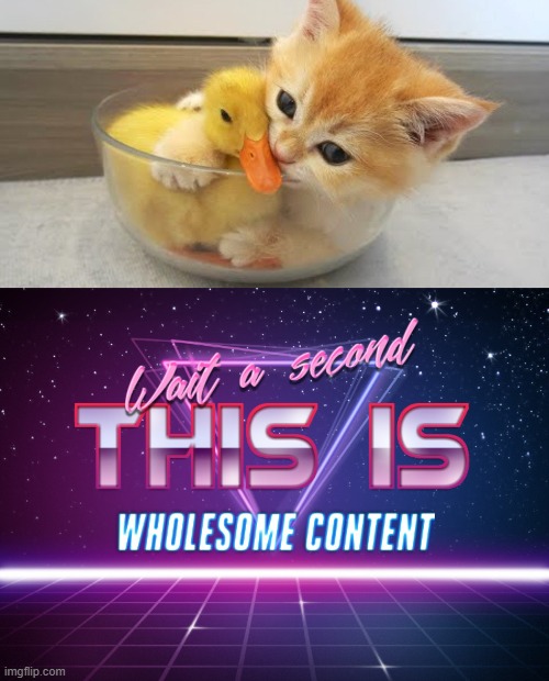 Kitten Hugs Duck | image tagged in wait a second this is wholesome content,cats,memes | made w/ Imgflip meme maker