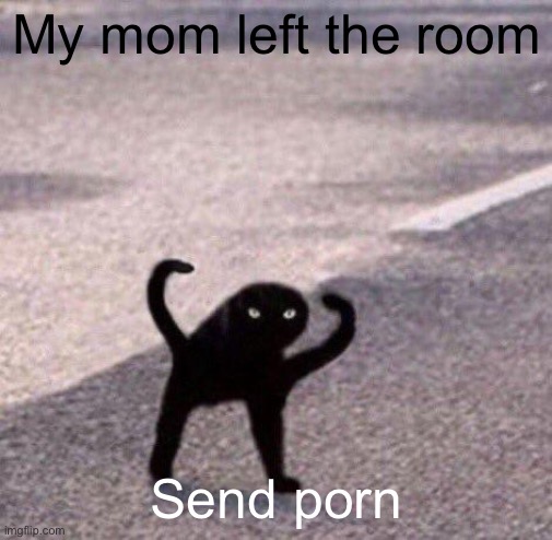 Cursed cat temp | My mom left the room; Send porn | image tagged in cursed cat temp | made w/ Imgflip meme maker