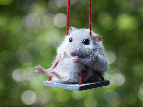 image tagged in animals,cute