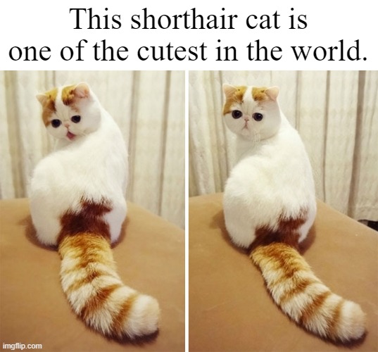Exotic Shorthair | This shorthair cat is one of the cutest in the world. | image tagged in cat,smgs r da best | made w/ Imgflip meme maker