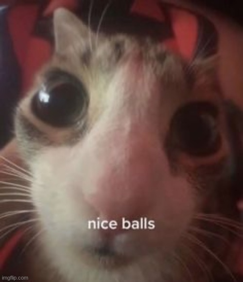 nice balls cat | image tagged in nice balls cat | made w/ Imgflip meme maker