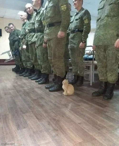 For real the cat looks more disciplined than the soliders | image tagged in cats | made w/ Imgflip meme maker