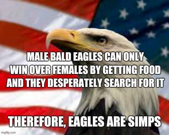 can has foodz for wifey pls, ocean? | MALE BALD EAGLES CAN ONLY WIN OVER FEMALES BY GETTING FOOD AND THEY DESPERATELY SEARCH FOR IT; THEREFORE, EAGLES ARE SIMPS | image tagged in murica patriotic eagle,eagle,funny,memes,animals | made w/ Imgflip meme maker