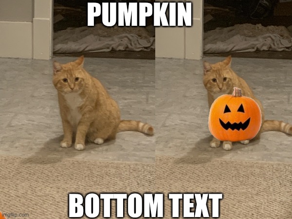 Pump-cat idk | PUMPKIN; BOTTOM TEXT | image tagged in pumpkin,cat | made w/ Imgflip meme maker