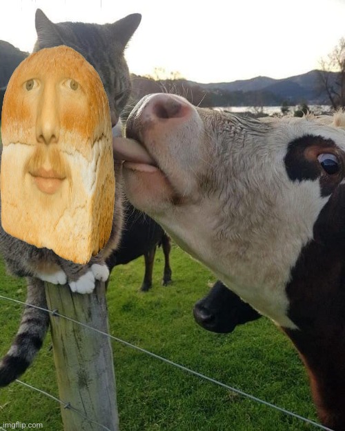 Cow licking cat | image tagged in cow licking cat | made w/ Imgflip meme maker