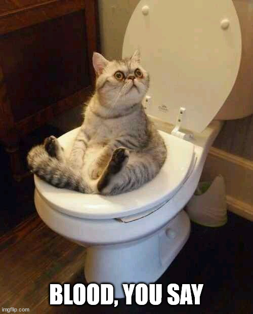 Toilet cat | BLOOD, YOU SAY | image tagged in toilet cat | made w/ Imgflip meme maker