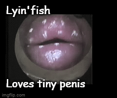 6zfvtr.gif