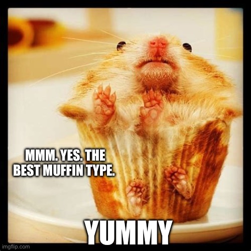 Yummy Hampter | MMM. YES. THE BEST MUFFIN TYPE. YUMMY | image tagged in hampster muffin,hampster,hampter,hampter muffin | made w/ Imgflip meme maker
