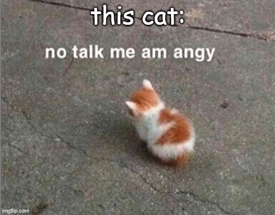 no talk me am angy | this cat: | image tagged in no talk me am angy | made w/ Imgflip meme maker