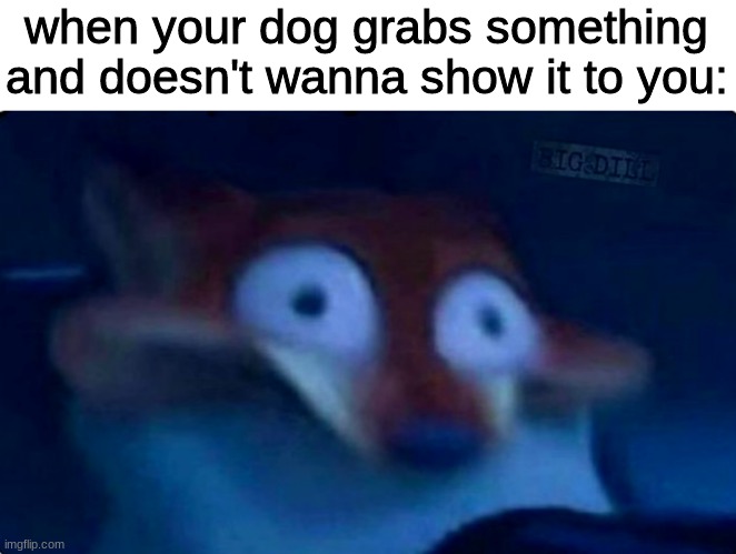 What da dog doin? | when your dog grabs something and doesn't wanna show it to you: | image tagged in nick wilde,memes,funny memes | made w/ Imgflip meme maker