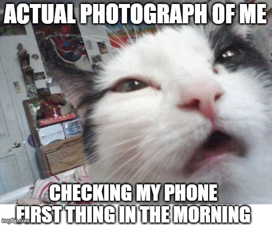 Not A Morning Cat |  ACTUAL PHOTOGRAPH OF ME; CHECKING MY PHONE FIRST THING IN THE MORNING | image tagged in cat,photograph,morning | made w/ Imgflip meme maker