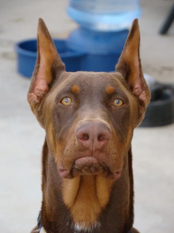 High Quality Disappointed Doberman Blank Meme Template