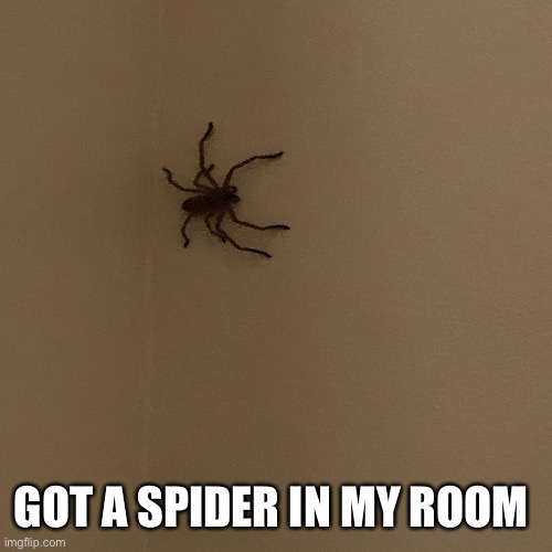 GOT A SPIDER IN MY ROOM | made w/ Imgflip meme maker