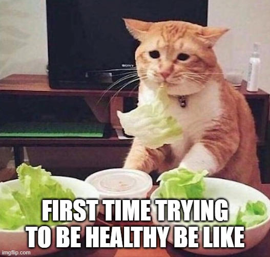 FIRST TIME TRYING TO BE HEALTHY BE LIKE | image tagged in cats | made w/ Imgflip meme maker