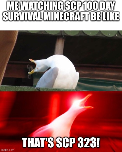 BOY seagull | ME WATCHING SCP 100 DAY SURVIVAL MINECRAFT BE LIKE; THAT'S SCP 323! | image tagged in boy seagull | made w/ Imgflip meme maker