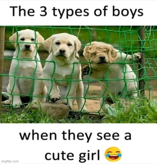 image tagged in dogs | made w/ Imgflip meme maker