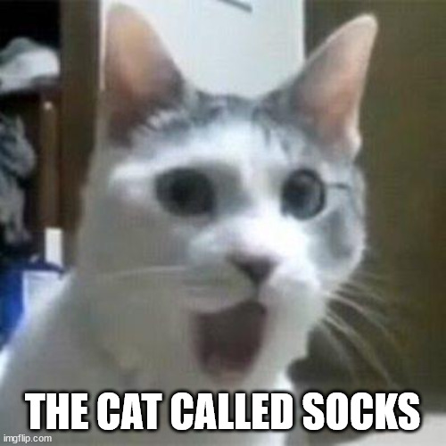 Shocked Cat | THE CAT CALLED SOCKS | image tagged in shocked cat | made w/ Imgflip meme maker