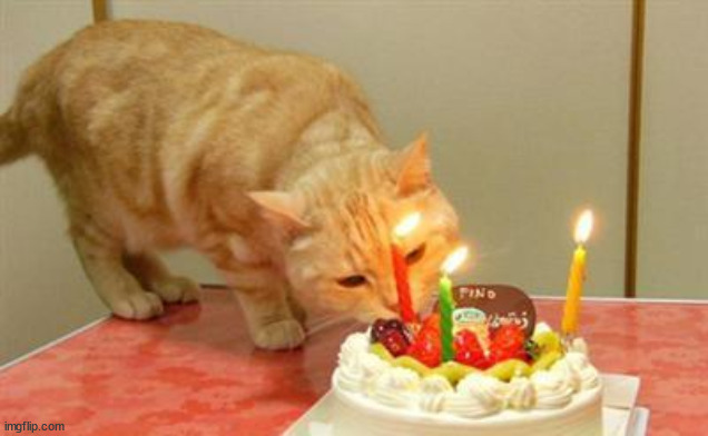 cat cake birthday | image tagged in cat cake birthday | made w/ Imgflip meme maker