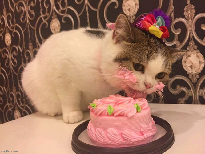 cat cake | image tagged in cat cake | made w/ Imgflip meme maker