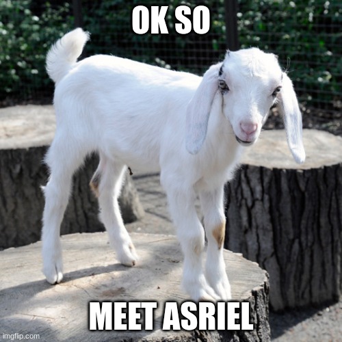 HE'S SO CUTE AWWWWWWWWWW!!!! (photo from the breeder, I'm at school) | OK SO; MEET ASRIEL | made w/ Imgflip meme maker