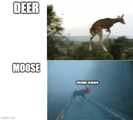 Prepare to death | DEER; MOOSE; PREPARE TO DEATH | image tagged in deer,moose | made w/ Imgflip meme maker