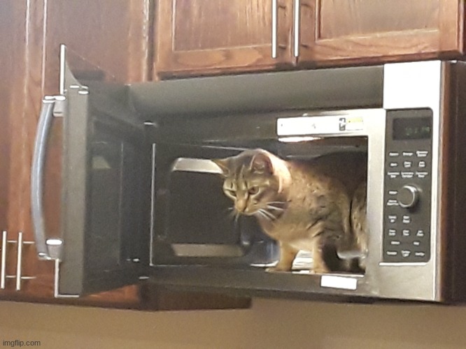Cat in Microwave | image tagged in cat in microwave | made w/ Imgflip meme maker