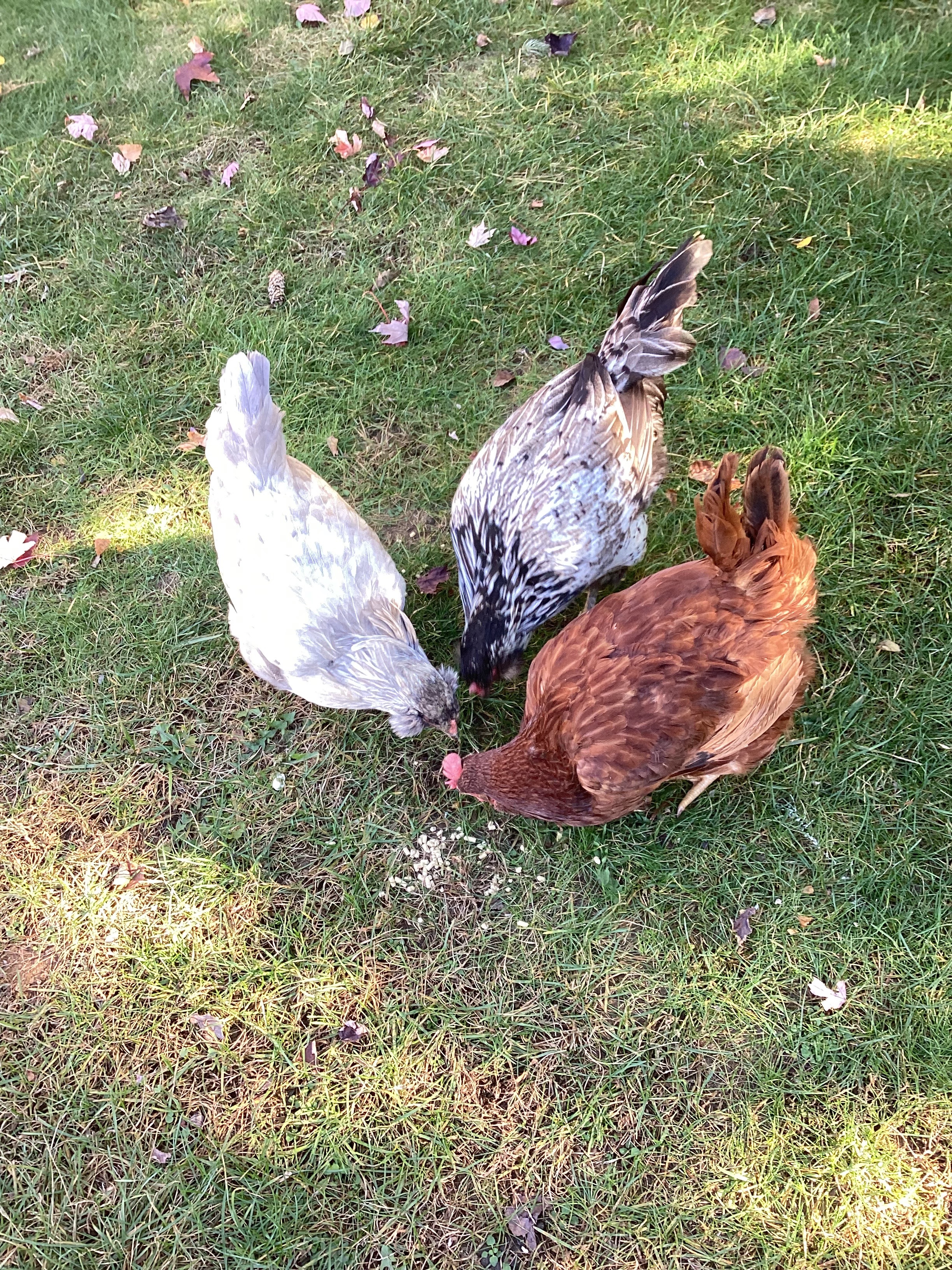 My neighbor’s chickens | image tagged in share your own photos | made w/ Imgflip meme maker