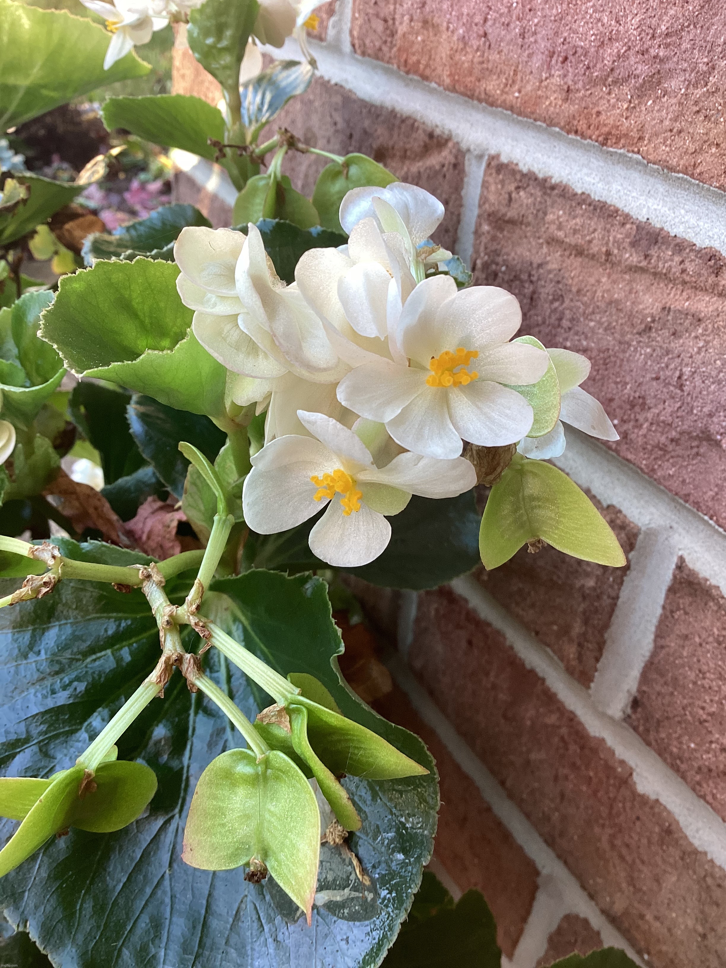 Some pretty white flowers I found | image tagged in share your own photos | made w/ Imgflip meme maker
