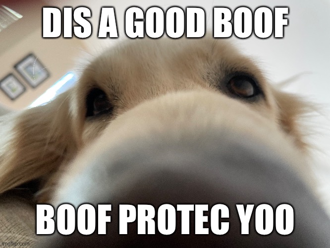 Boof da Snoof | DIS A GOOD BOOF; BOOF PROTEC YOO | image tagged in doggo | made w/ Imgflip meme maker