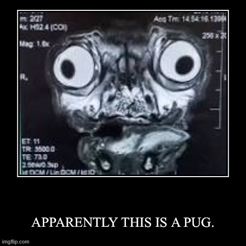 pug?? | image tagged in pug | made w/ Imgflip meme maker