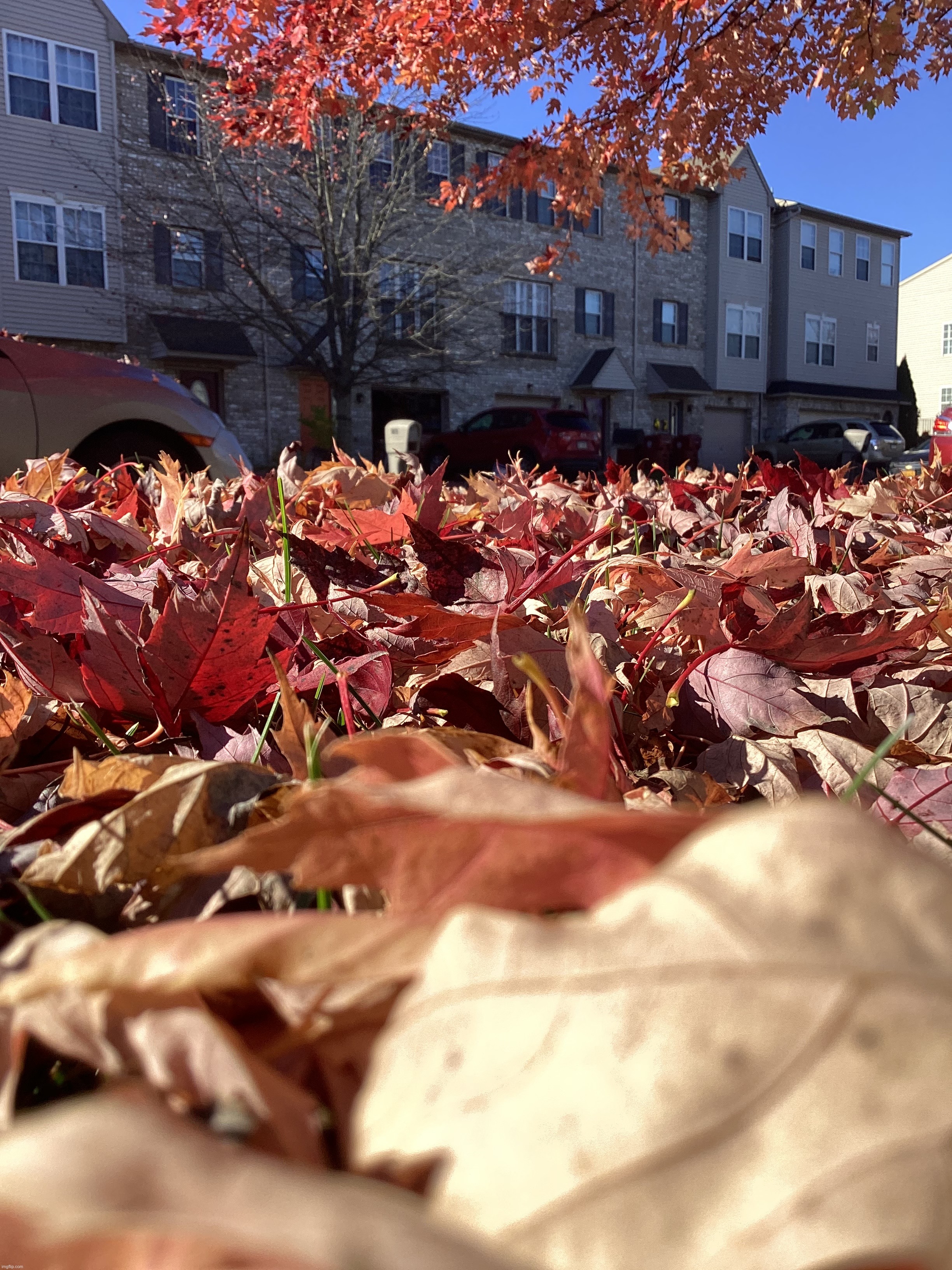 POV you are a leaf in the grass | image tagged in share your own photos | made w/ Imgflip meme maker