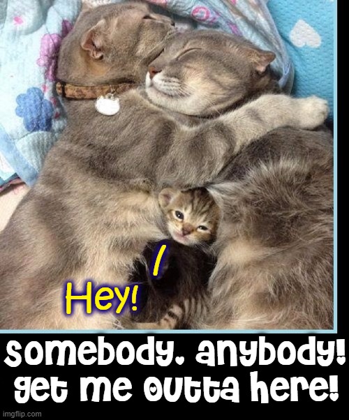 This Family Snuggling thing is killing me! |  /
Hey! Somebody, anybody!
Get me Outta Here! | image tagged in vince vance,cats,meow,i love cats,funny cat memes,snuggling | made w/ Imgflip meme maker