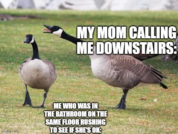Goose | MY MOM CALLING ME DOWNSTAIRS:; ME WHO WAS IN THE BATHROOM ON THE SAME FLOOR RUSHING TO SEE IF SHE'S OK: | image tagged in goose | made w/ Imgflip meme maker