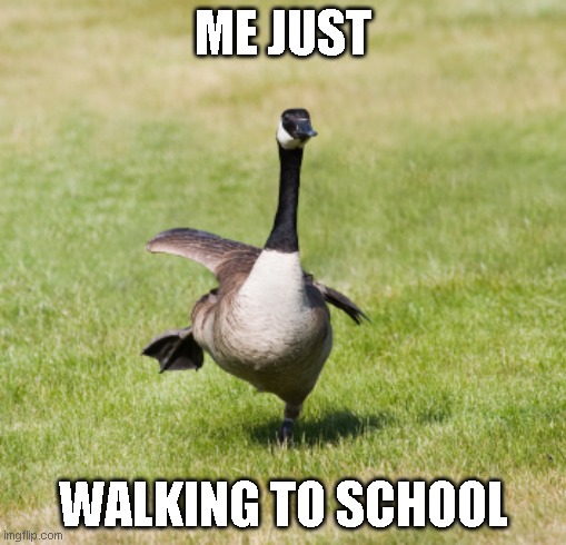 canada goose | ME JUST; WALKING TO SCHOOL | image tagged in canada goose | made w/ Imgflip meme maker