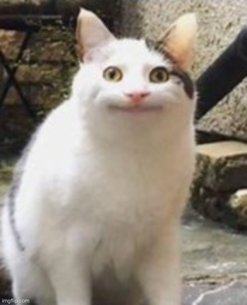 Beluga cat sus | image tagged in beluga cat sus | made w/ Imgflip meme maker