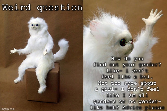 Confusion | How do you find out your gender? Like- i don’t feel like a boi. Not too sure about a girl- I don’t feel like I am all genders or no gender- like heh? Advice please; Weird question | image tagged in memes,persian cat room guardian | made w/ Imgflip meme maker