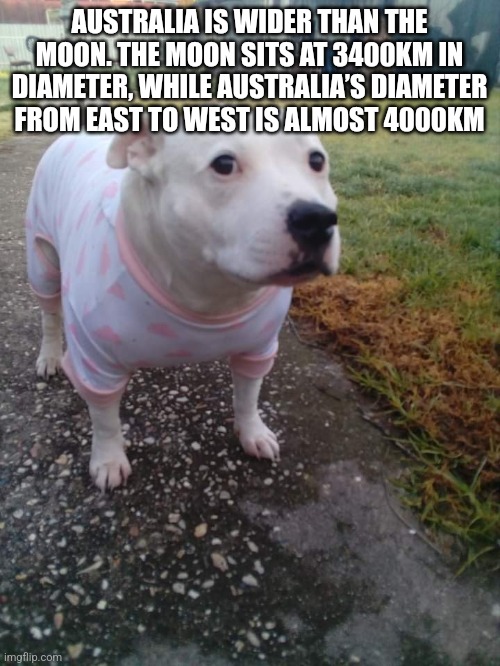 High quality Huh Dog | AUSTRALIA IS WIDER THAN THE MOON. THE MOON SITS AT 3400KM IN DIAMETER, WHILE AUSTRALIA’S DIAMETER FROM EAST TO WEST IS ALMOST 4000KM | image tagged in high quality huh dog | made w/ Imgflip meme maker