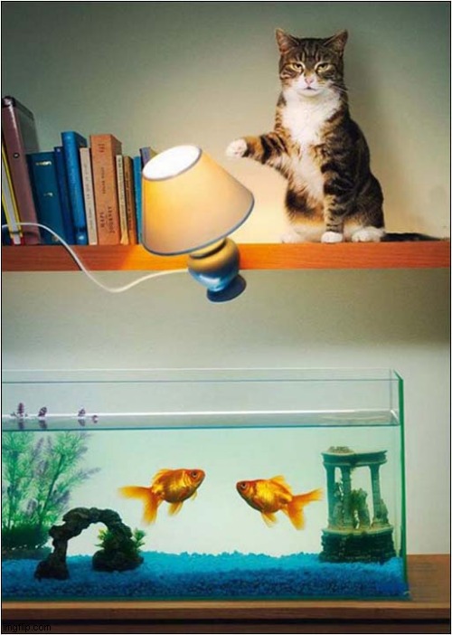 He Likes His Fish Well Cooked ! | image tagged in cats,goldfish,electrocution | made w/ Imgflip meme maker