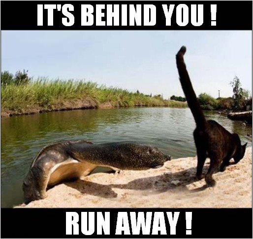 A Scary Monster ! | IT'S BEHIND YOU ! RUN AWAY ! | image tagged in cats,monster,it's behind you,turtle | made w/ Imgflip meme maker