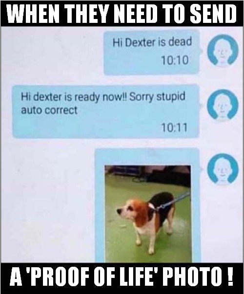 You Know It's A Bad Pet Groomers ... | WHEN THEY NEED TO SEND; A 'PROOF OF LIFE' PHOTO ! | image tagged in dogs,pet groomer,proof of life | made w/ Imgflip meme maker