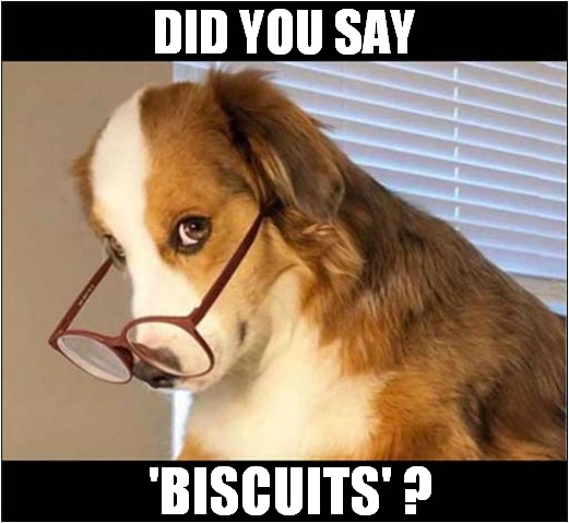 That Look ! | DID YOU SAY; 'BISCUITS' ? | image tagged in dogs,that look,biscuits | made w/ Imgflip meme maker