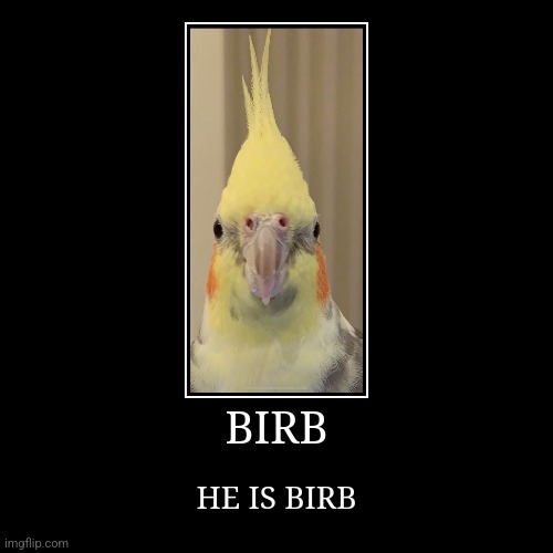 birb | BIRB | HE IS BIRB | image tagged in funny,demotivationals,bird,birds,birb,meme | made w/ Imgflip demotivational maker