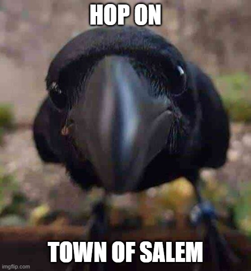stare | HOP ON; TOWN OF SALEM | image tagged in stare,ominous | made w/ Imgflip meme maker