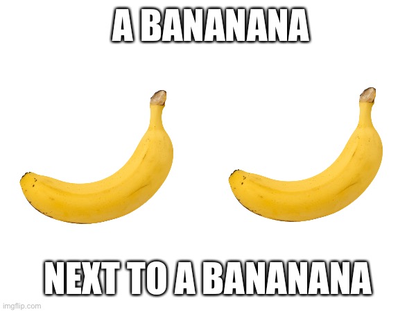 Yes | A BANANANA; NEXT TO A BANANANA | image tagged in banana | made w/ Imgflip meme maker