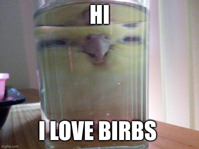 I have two budgies, an older pair I had passed last year |  HI; I LOVE BIRBS | image tagged in henlo birb | made w/ Imgflip meme maker