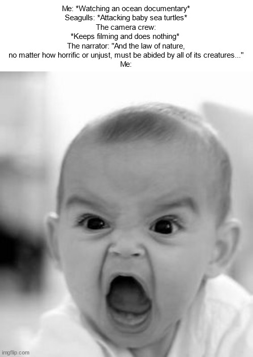 NO | Me: *Watching an ocean documentary*
Seagulls: *Attacking baby sea turtles*
The camera crew: *Keeps filming and does nothing* 
The narrator: "And the law of nature, no matter how horrific or unjust, must be abided by all of its creatures..."
Me: | image tagged in save the baby turtles | made w/ Imgflip meme maker