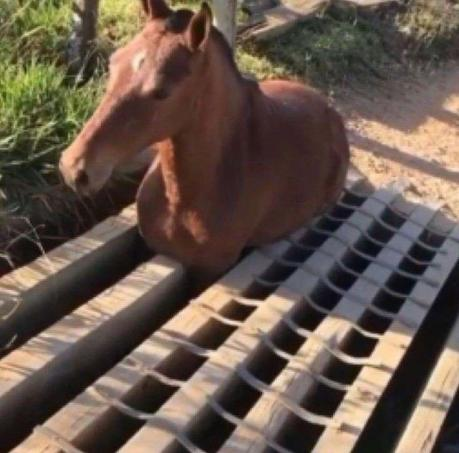 High Quality grate holding its horses Blank Meme Template