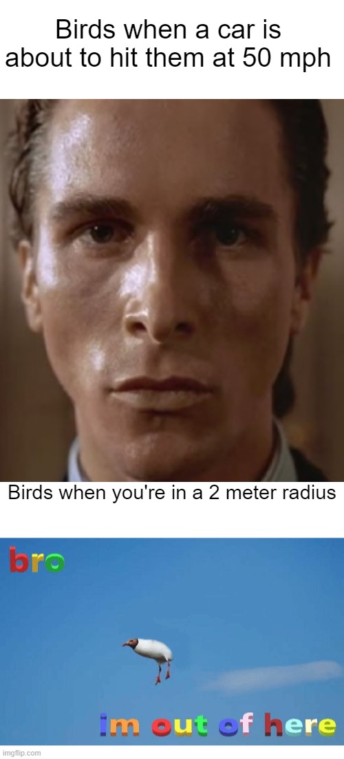Birds when a car is about to hit them at 50 mph; Birds when you're in a 2 meter radius | image tagged in bro i'm out of here | made w/ Imgflip meme maker
